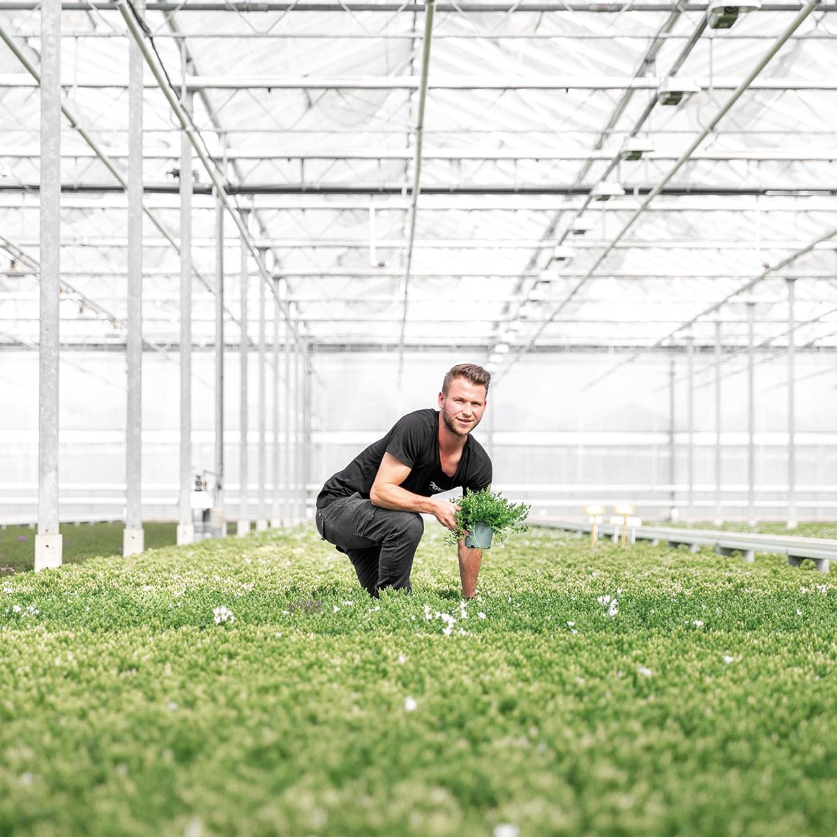 Campanula Addenda Ambella Intense purple - handgeweven rieten mand Plant Greenify