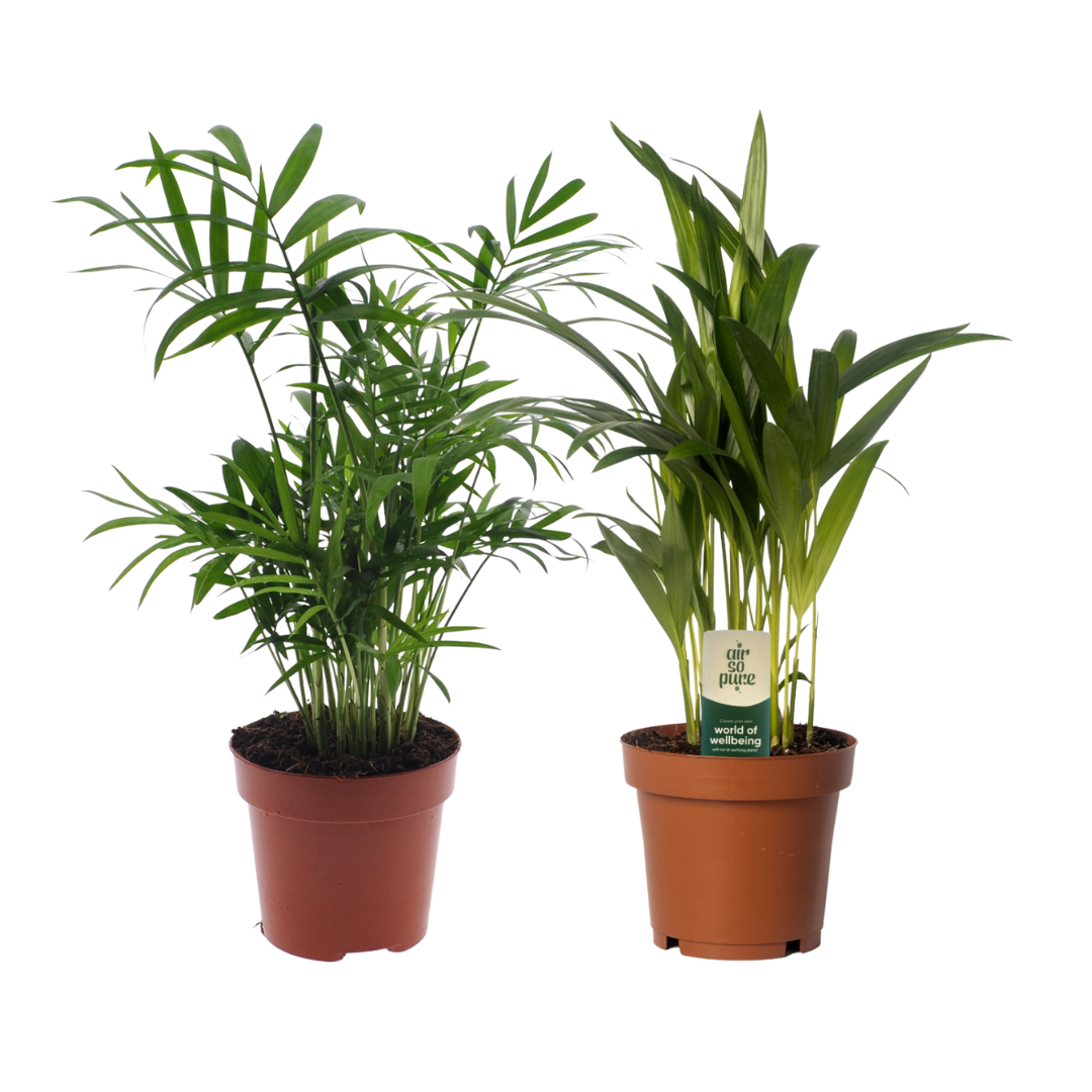 1x Dypsis Lutescens - 1x Chamadorea zonder pot (40cm - Ø12cm)