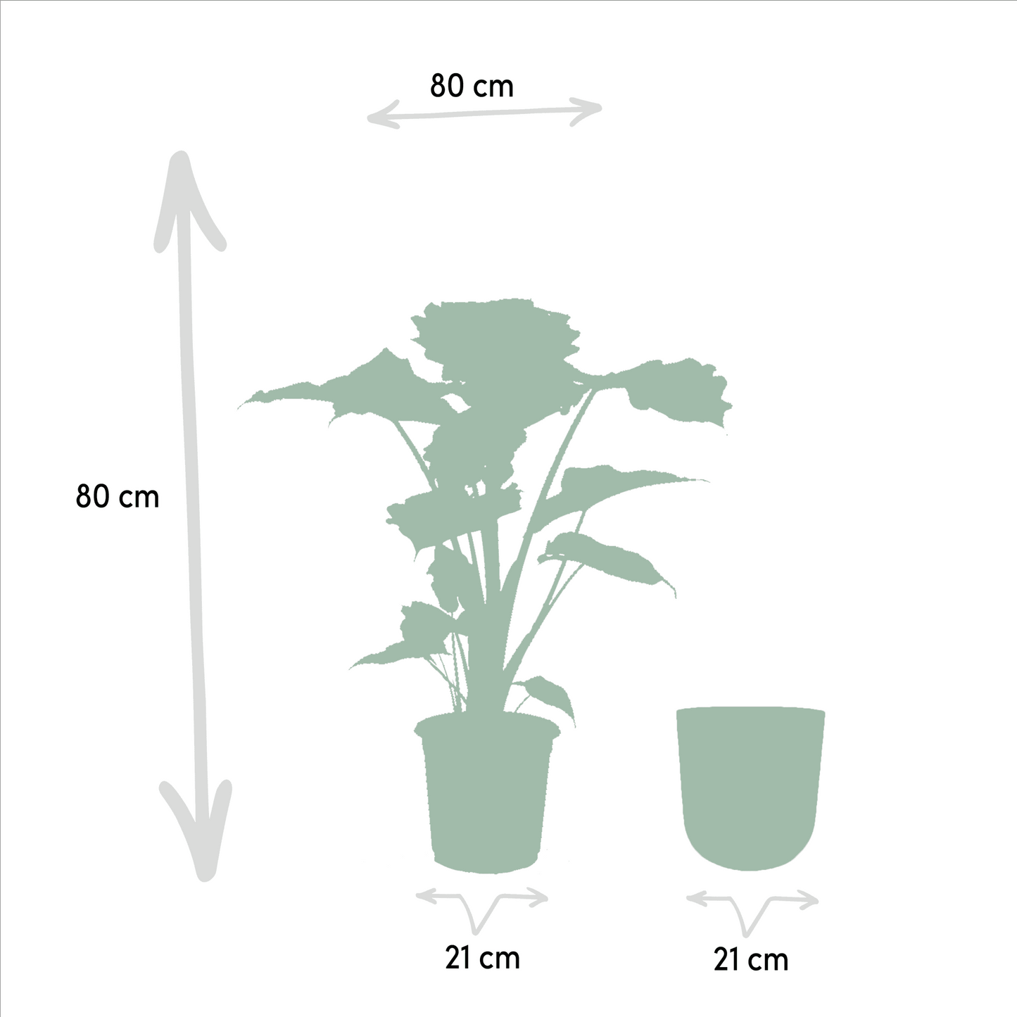 Alocasia Portodora (80cm - Ø21cm) + Pot Mayk Lead Plant Greenify
