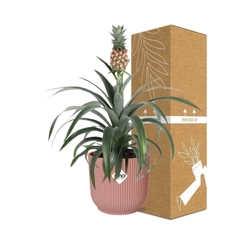 Ananas Mi Amigo in ELHO Vibes Fold 14cm