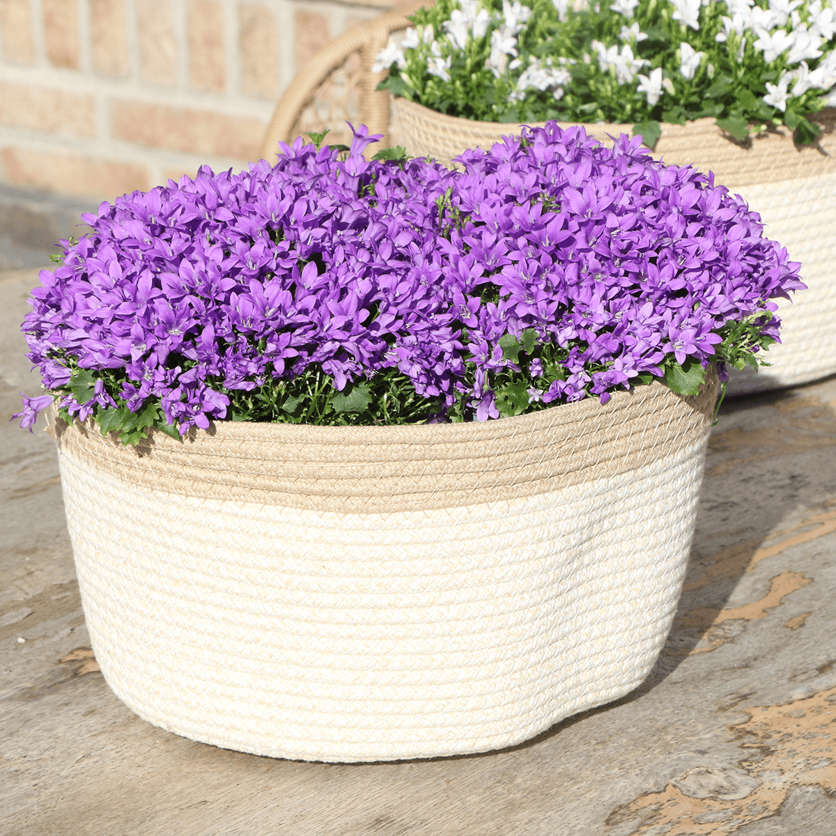 Campanula Addenda Ambella Intense purple - handgeweven rieten mand Plant Greenify