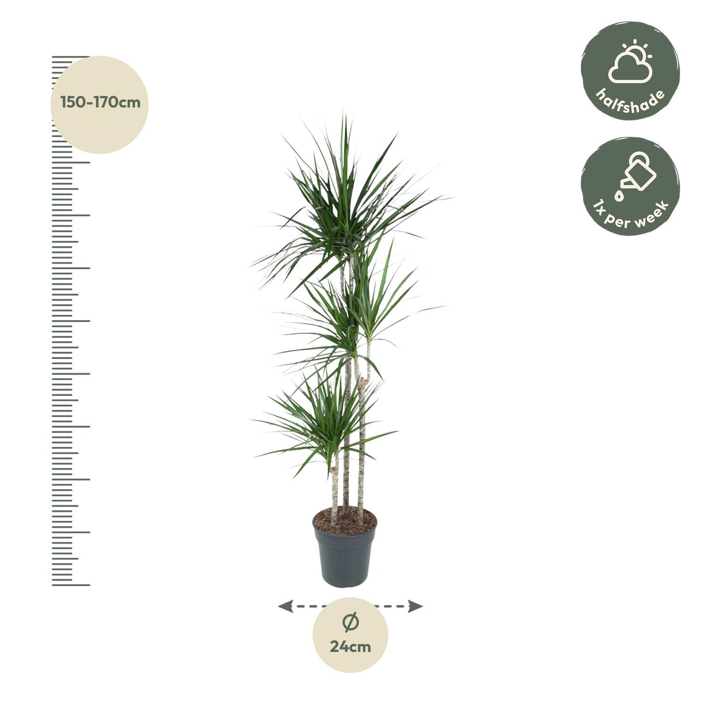 Dracaena Marginata (160 cm - ø24)
