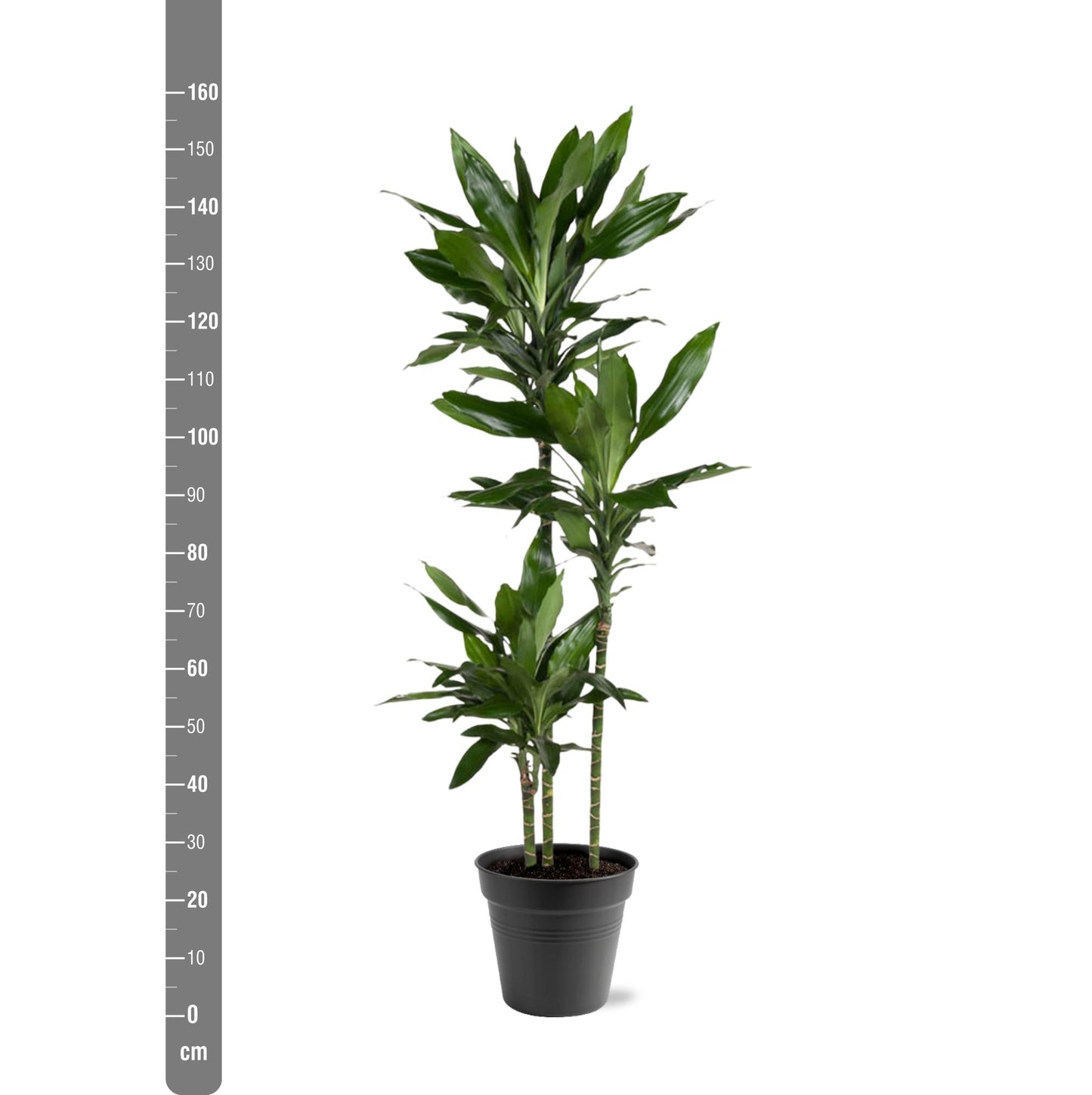 Dracaena Janet Lind (150-160 cm - ø24)