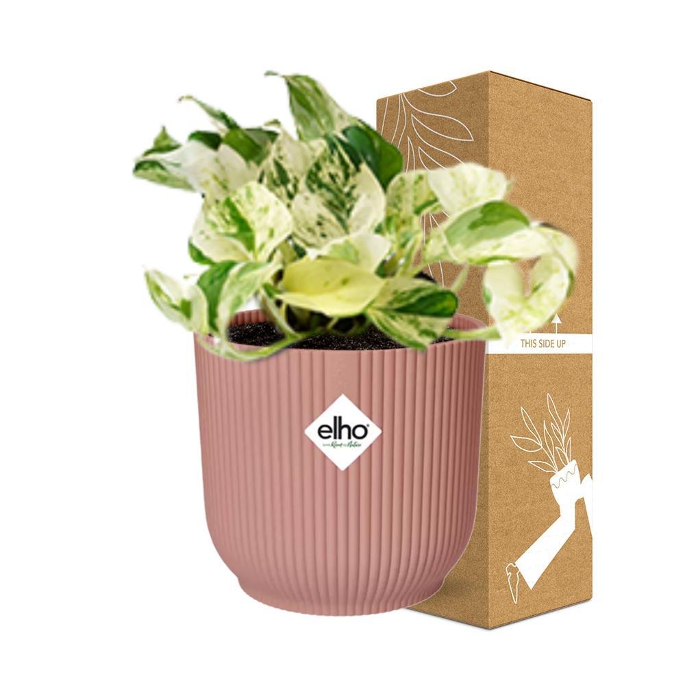 Epipremnum Pinnatum Happy Leaf in ELHO Vibes Fold 14cm