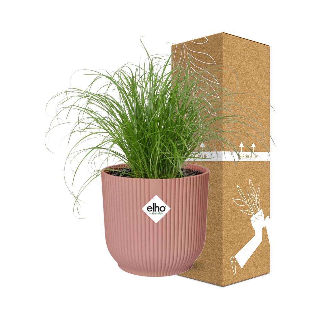 Cyperus Alternifolius Zumula in ELHO Vibes Fold 14cm