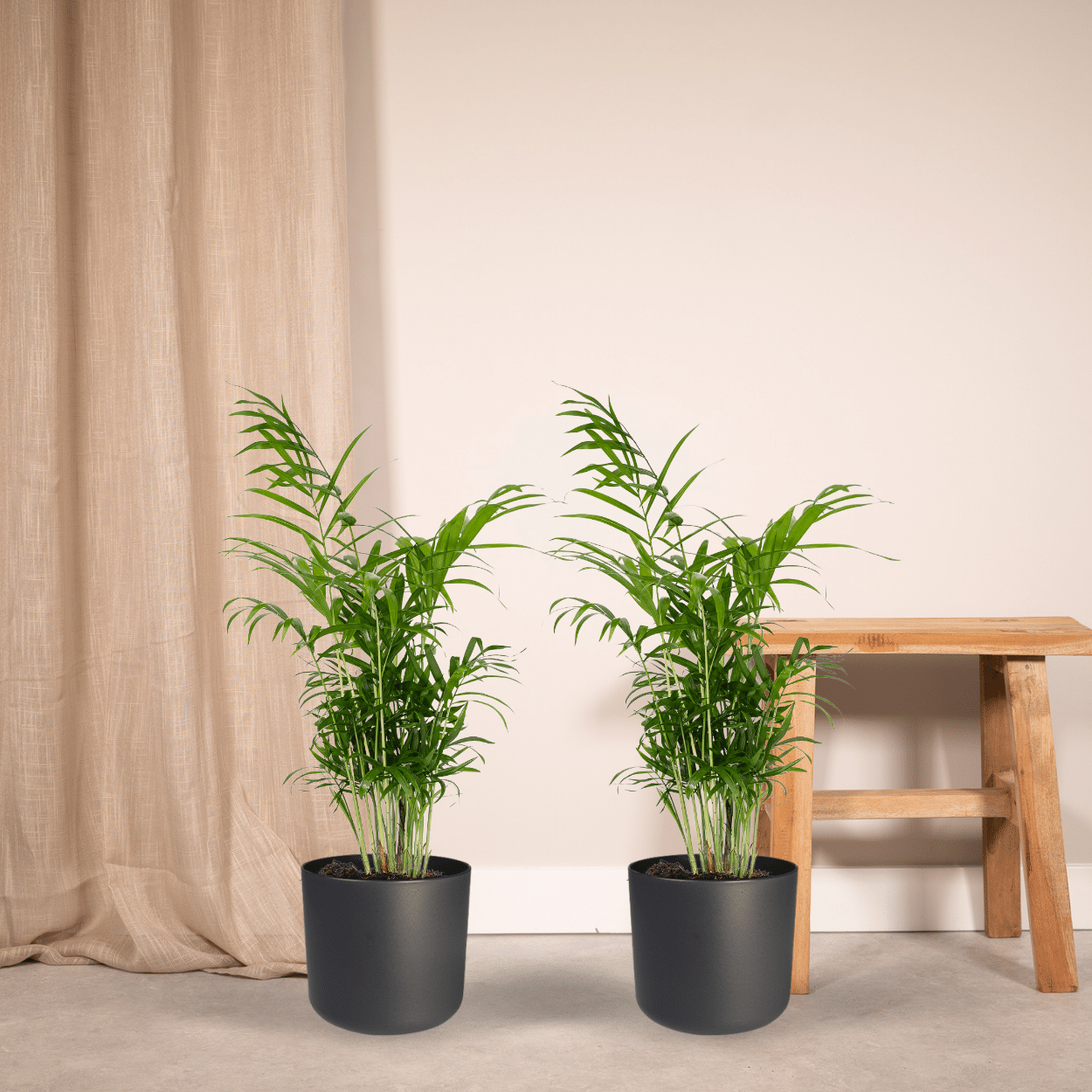 2x Chamaedorea Elegans - Mexicaanse Bergpalm zonder pot (55cm - Ø17cm)