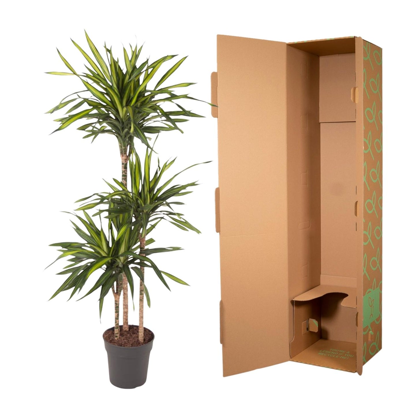 Dracaena Riki (140 cm - ø24)