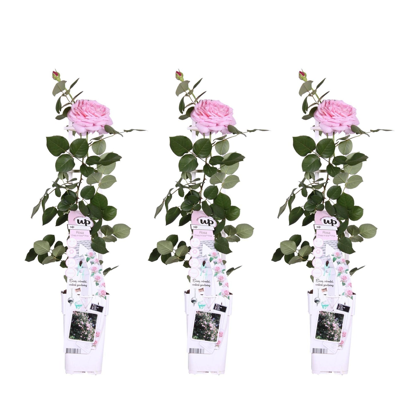 Rosa Crazy in love 'Pink' | 3 stuks - Ø15 - 65cm Plant Greenify