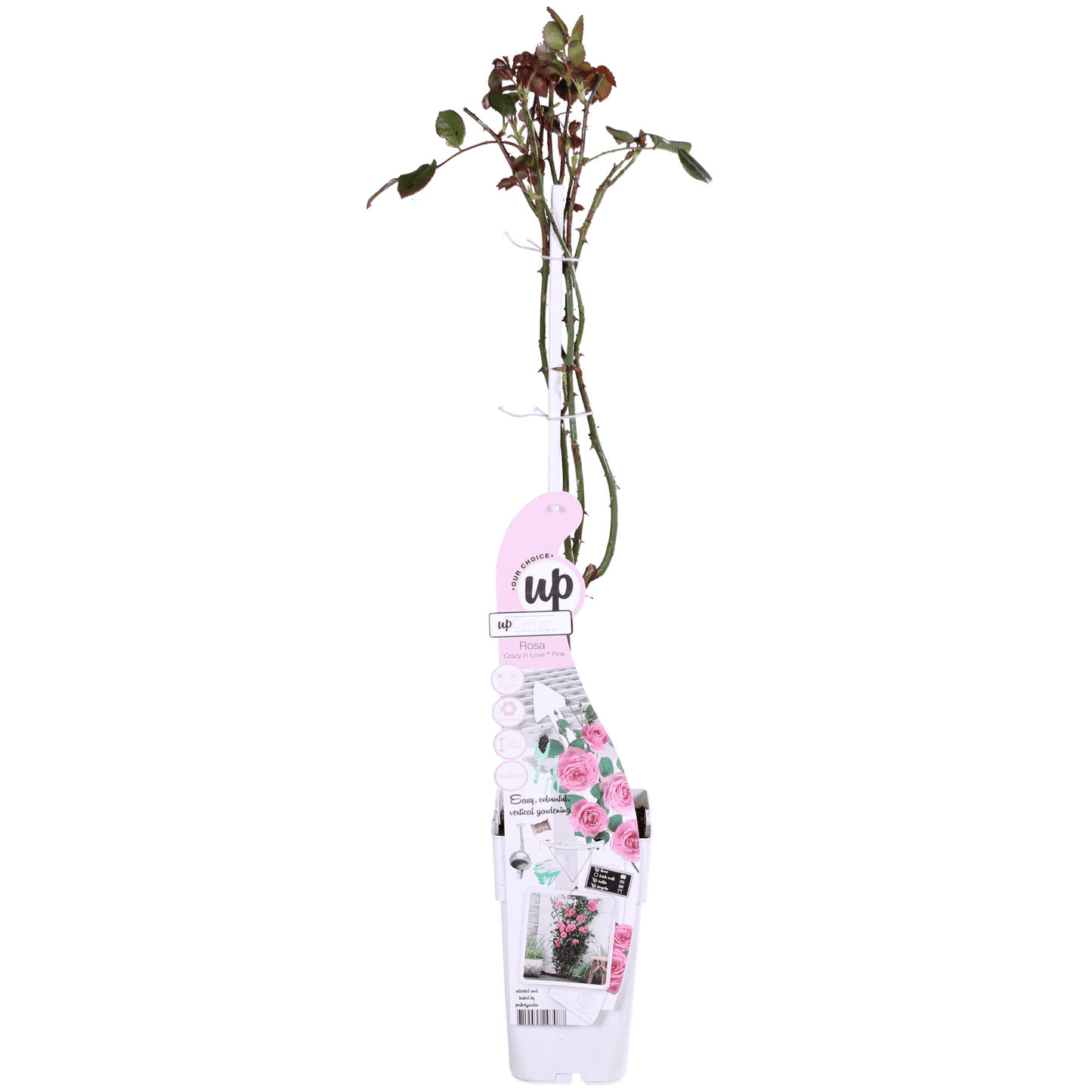 Rosa Crazy in love 'Pink' | 3 stuks - Ø15 - 65cm Plant Greenify