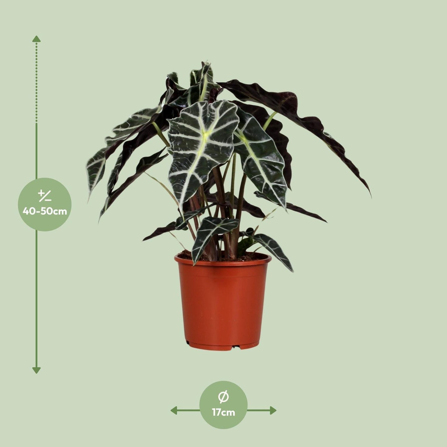 Alocasia Polly (45cm - Ø17cm)