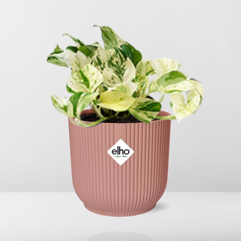 Epipremnum Pinnatum Happy Leaf in ELHO Vibes Fold 14cm