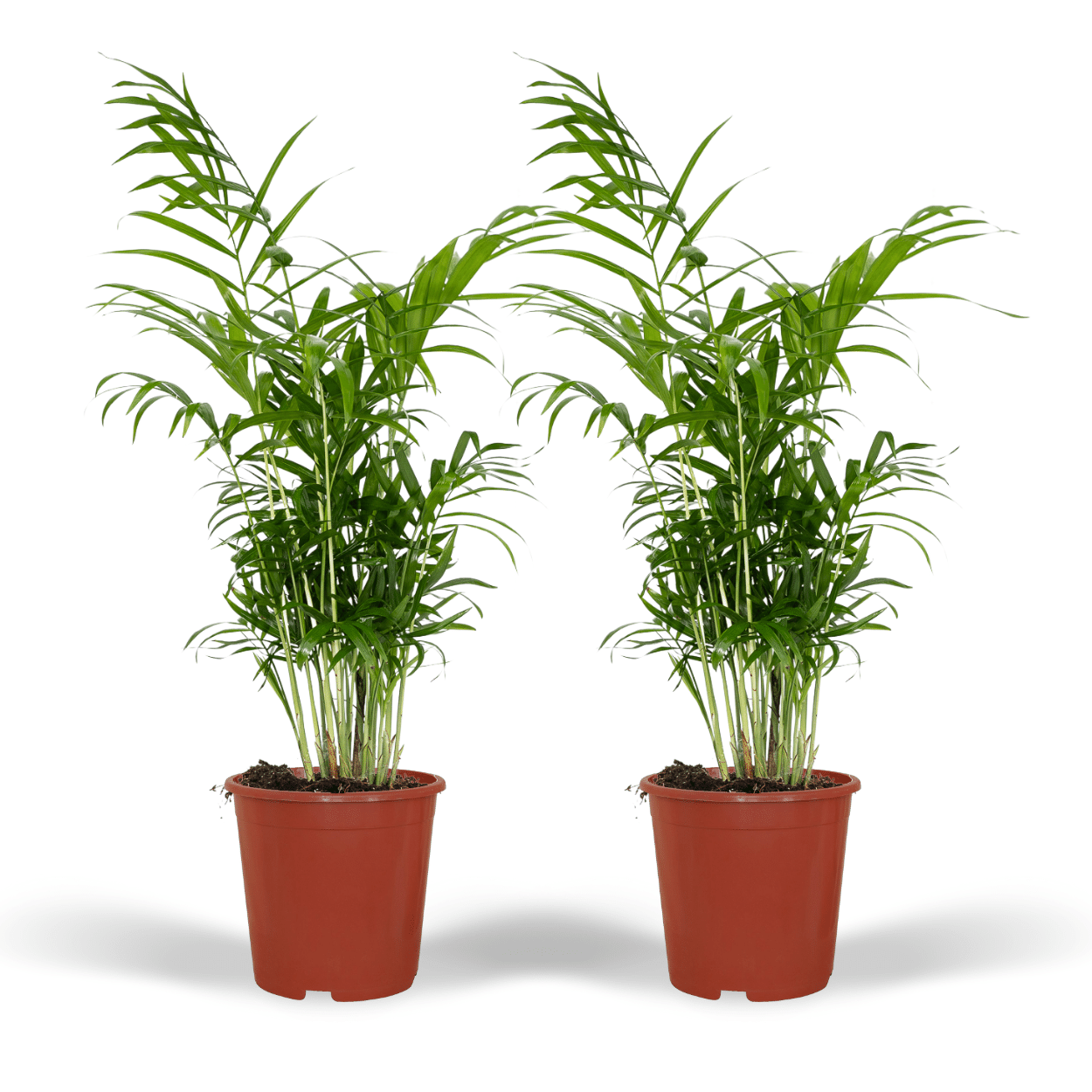 2x Chamaedorea Elegans - Mexicaanse Bergpalm zonder pot (55cm - Ø17cm)