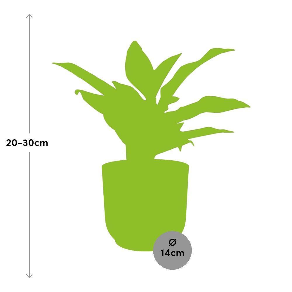 Aglaonema Crete in ELHO Vibes Fold 14cm