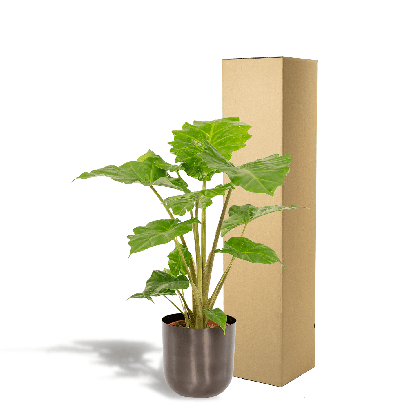 Alocasia Portodora (80cm - Ø21cm) + Pot Mayk Lead Plant Greenify