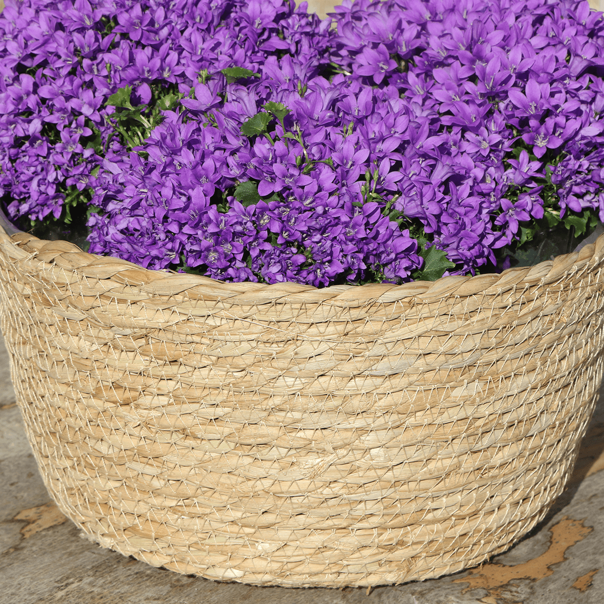 Campanula Addenda Ambella Intense purple - handgeweven rieten mand Plant Greenify
