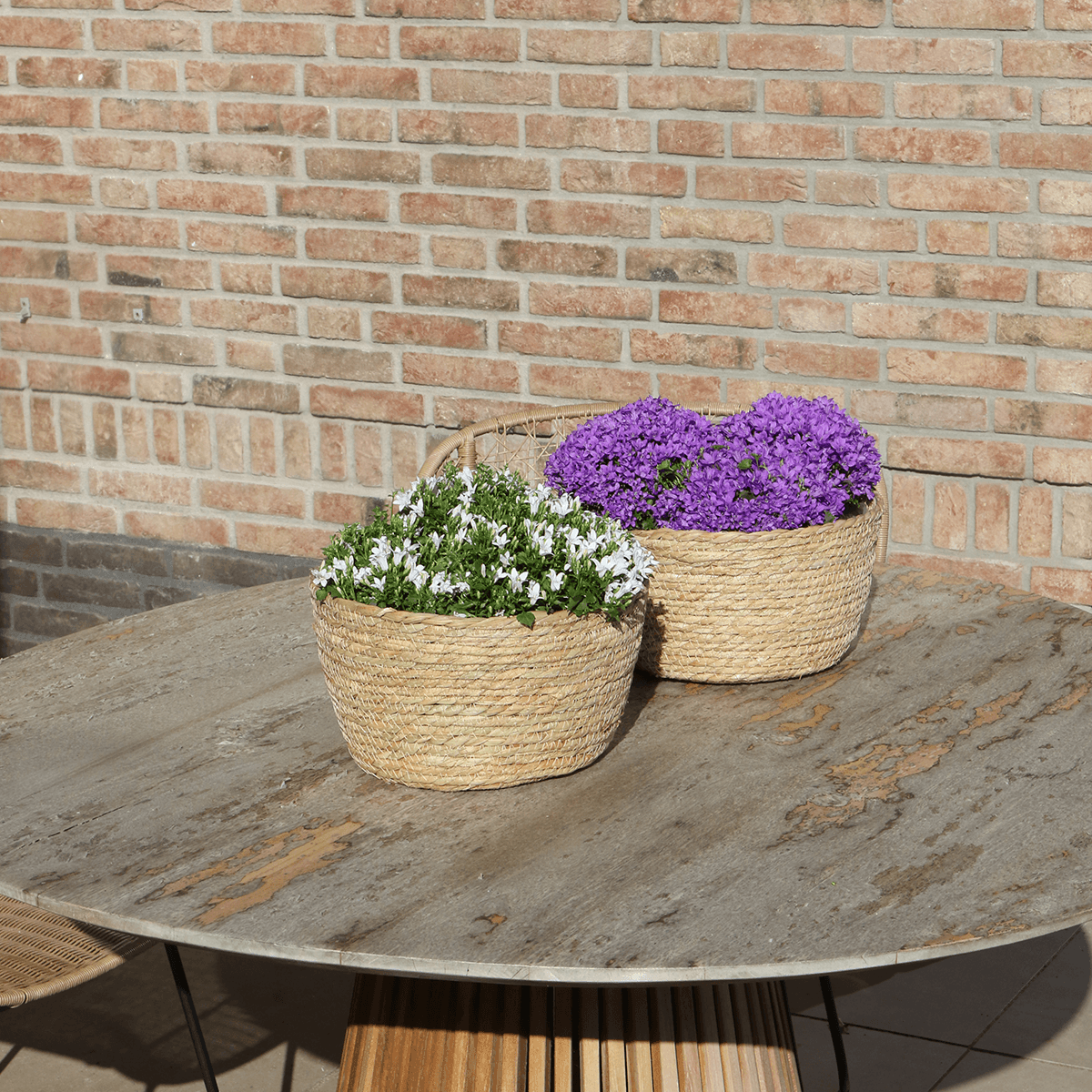 Campanula Addenda Ambella Intense purple - handgeweven rieten mand Plant Greenify