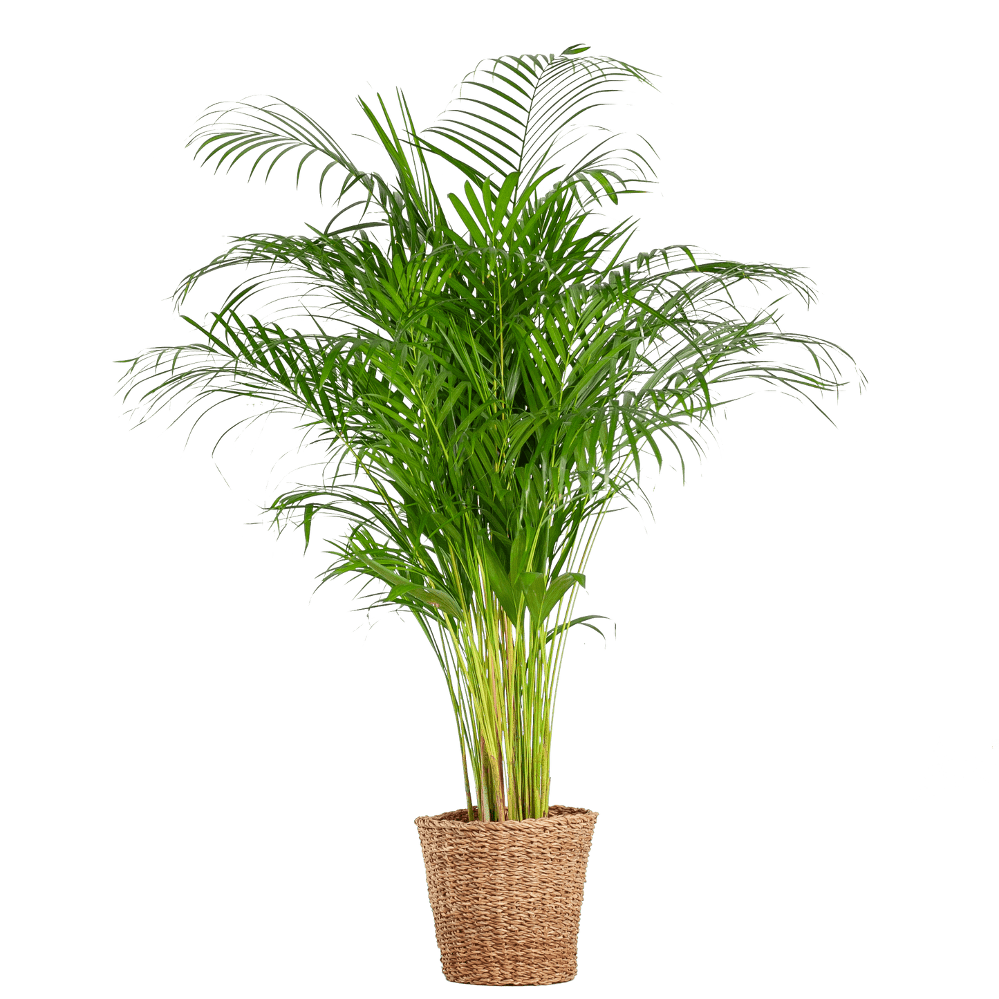 Areca Palm (dypsis) XL met mand Noah (120cm - Ø24) Plant Greenify