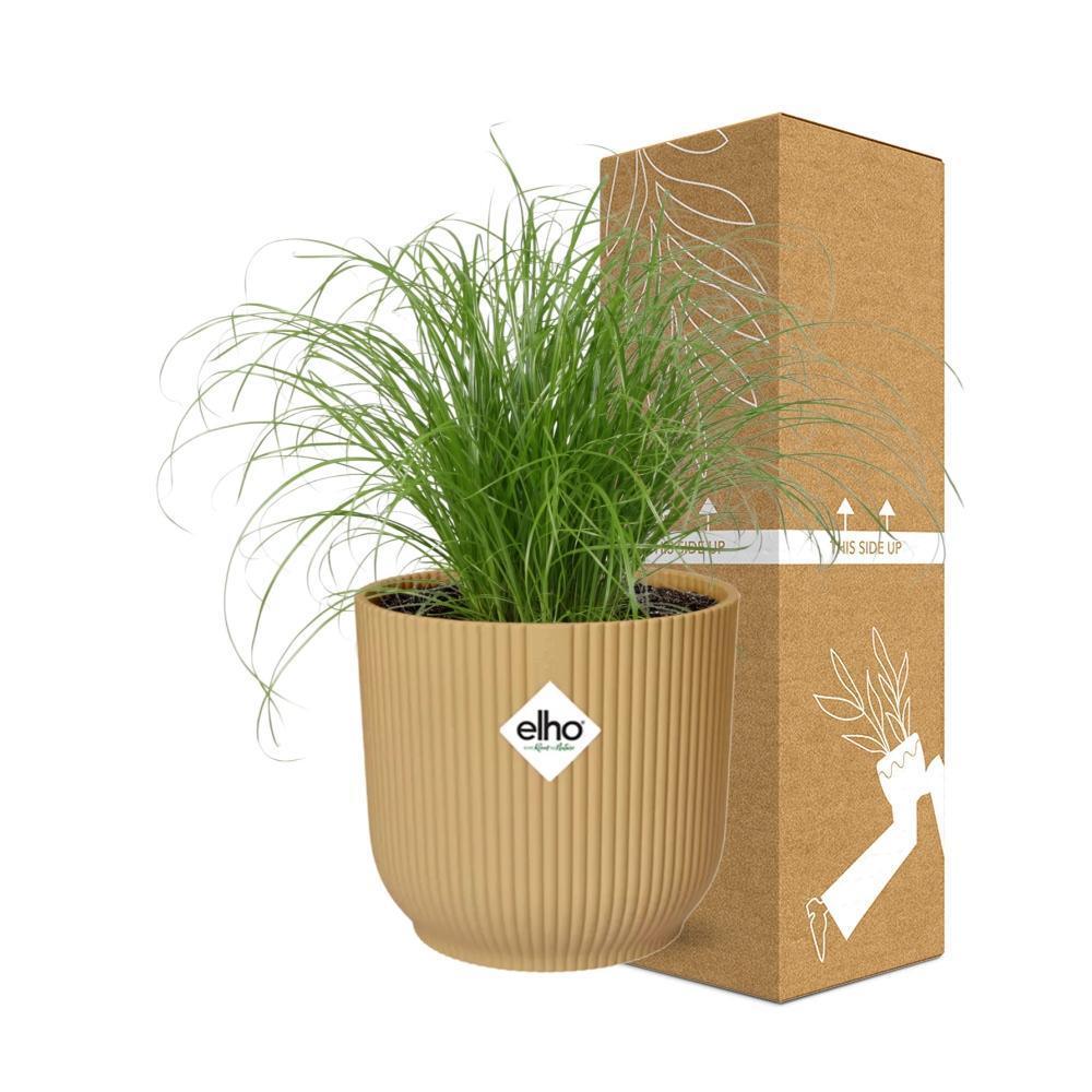 Cyperus Alternifolius Zumula in ELHO Vibes Fold 14cm