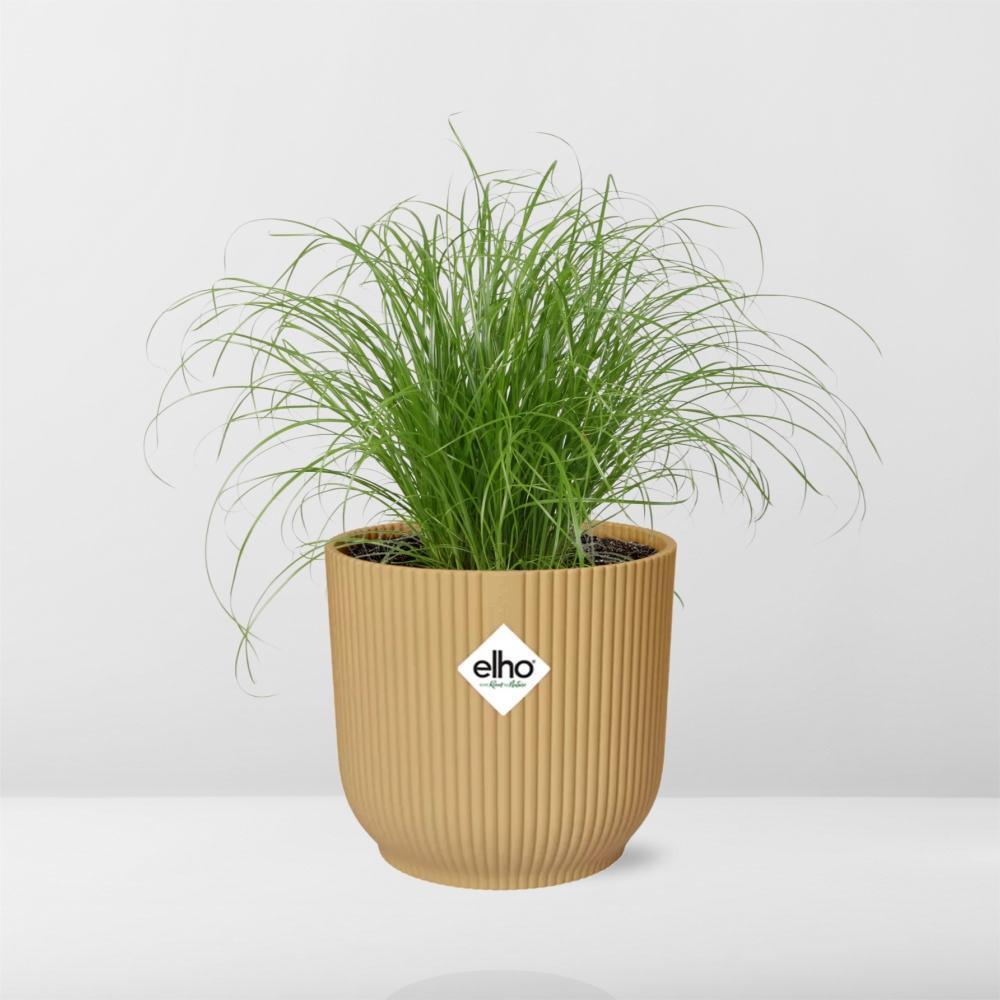 Cyperus Alternifolius Zumula in ELHO Vibes Fold 14cm