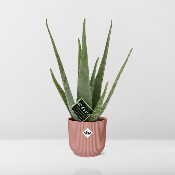 Aloe Vera 12cm in ELHO Vibes Fold 14cm