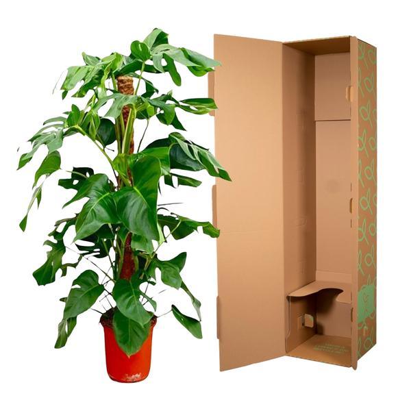 Monstera Pertusum (120 cm - ø24) Plant Greenify