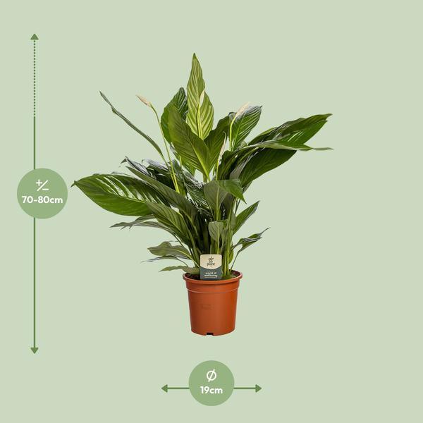 Spathiphyllum Bingo Cupido (80cm - Ø19cm) Plant Greenify