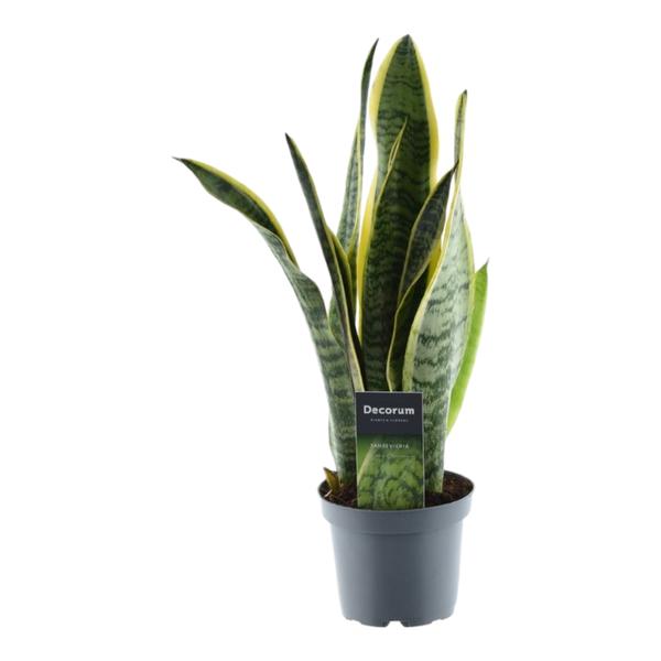 Sansevieria Laurentii - (45 cm - ø12)