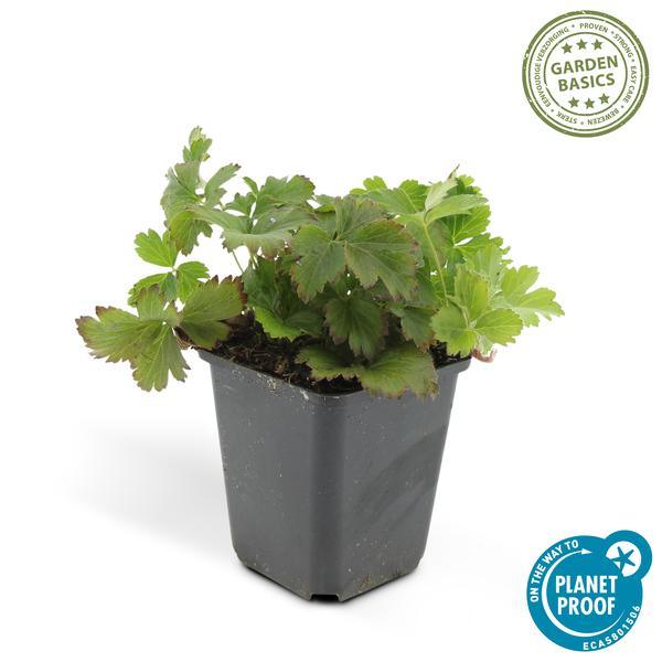 Waldsteinia ternata | 10-25cm - Ø9cm Plant Greenify