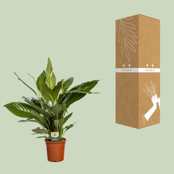 Spathiphyllum Bingo Cupido (80cm - Ø19cm) Plant Greenify