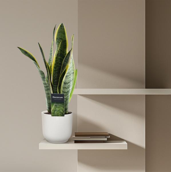 Sansevieria Laurentii - (45 cm - ø12)