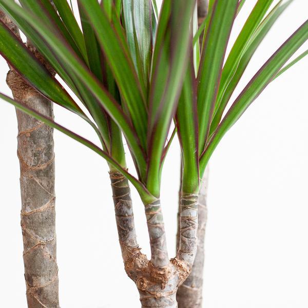 Dracaena Marginata met pot (95cm - Ø21) Plant Greenify