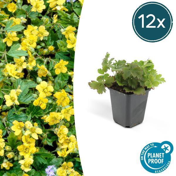 Waldsteinia ternata | 10-25cm - Ø9cm Plant Greenify