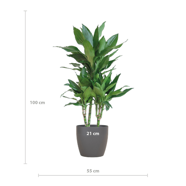 Dracaena Janet Lindt met pot (95cm - Ø21) Plant Greenify