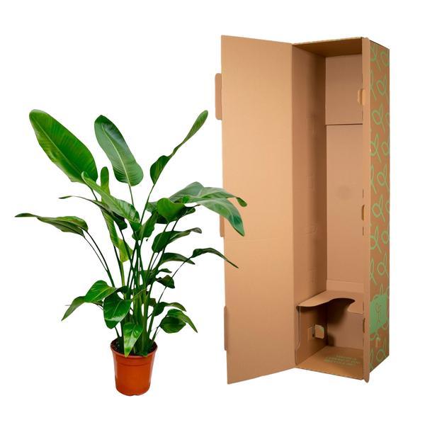 Strelitzia Nicolai (150cm - Ø24) Plant Greenify