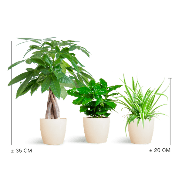 Diervriendelijke Plantenbox (3 plantjes inclusief Yuki sierpot Wit Ø12) Plant Greenify