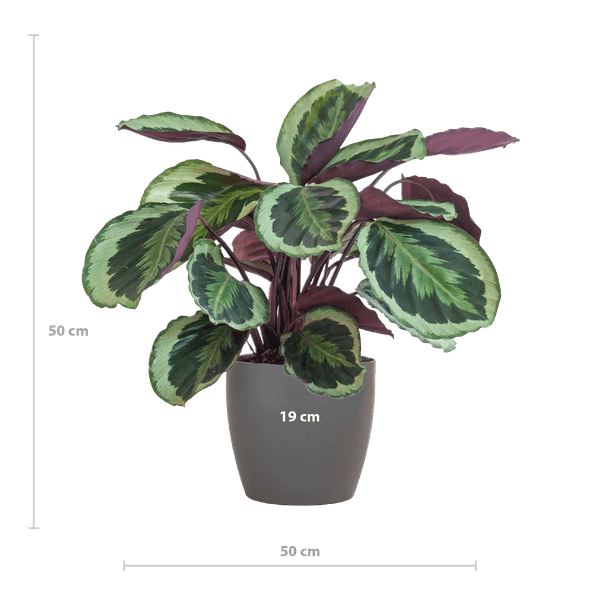 Calathea Medaillon met pot (50cm - Ø19) Plant Greenify