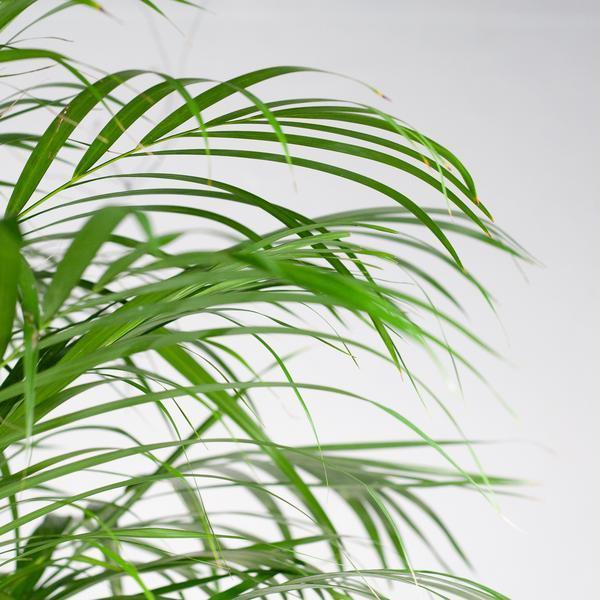 Areca Palm (dypsis) XL met mand Noah (120cm - Ø24) Plant Greenify