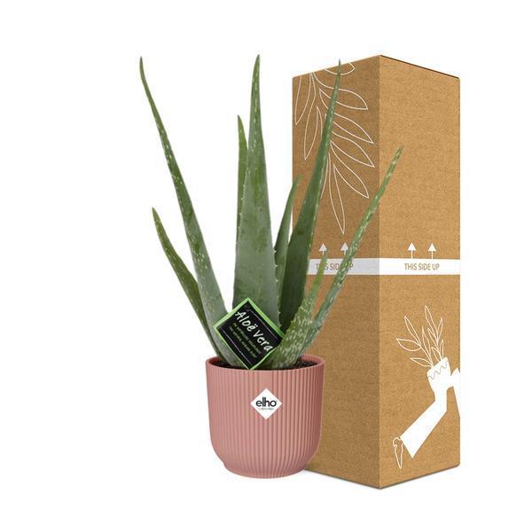 Aloe Vera 12cm in ELHO Vibes Fold 14cm