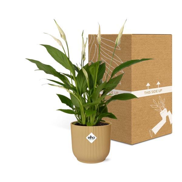 Spathiphyllum lepelplant (30-40 cm hoog + 12 cm Torelli in ELHO Vibes Fold 14cm) Plant Greenify