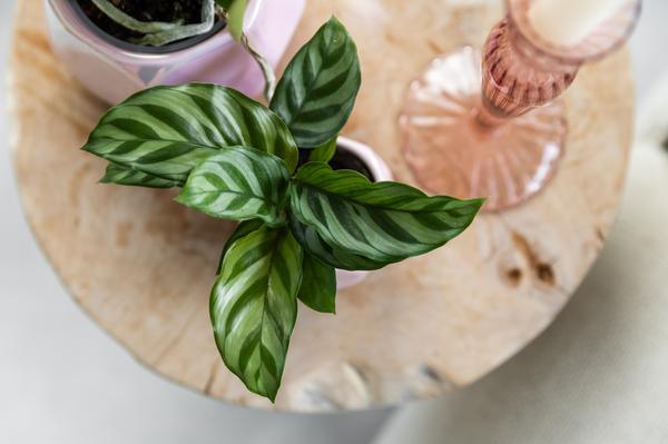 Kleine Calathea (Ø9cm) Plant Greenify