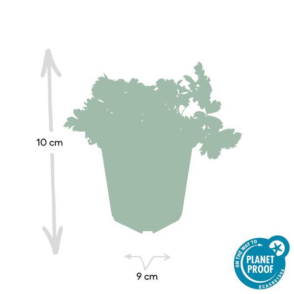 Waldsteinia ternata | 10-25cm - Ø9cm Plant Greenify