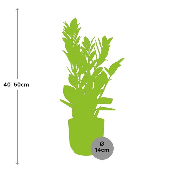Zamioculcas – Hoogte 45-50 in ELHO Vibes Fold 14cm