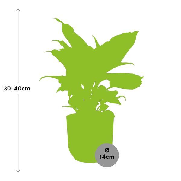 Dieffenbachia ‘Camilla’ in ELHO Vibes Fold 14cm