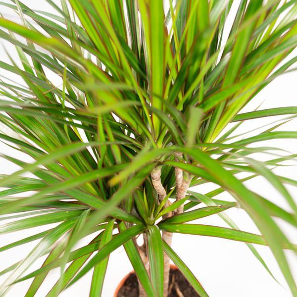 Dracaena Marginata Plant Greenify