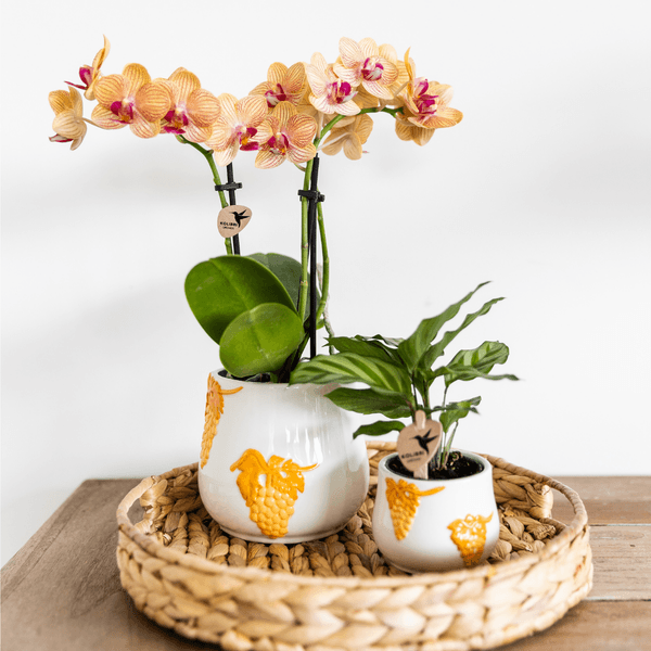 Kleine Calathea (Ø9cm) Plant Greenify
