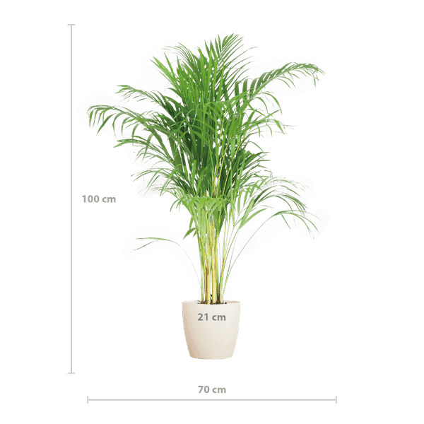 (Dypsis) Areca Palm met Jimmi mand wit (100cm - Ø21) Plant Greenify