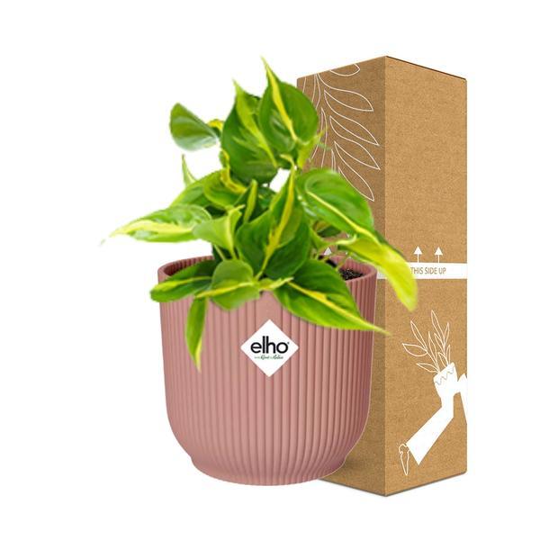 Philodendron Brasil in ELHO Vibes Fold 14cm