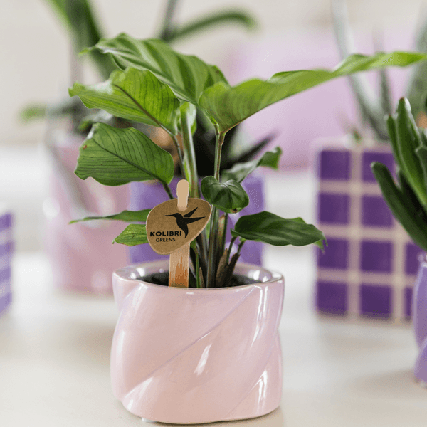 Kleine Calathea (Ø6cm) Plant Greenify