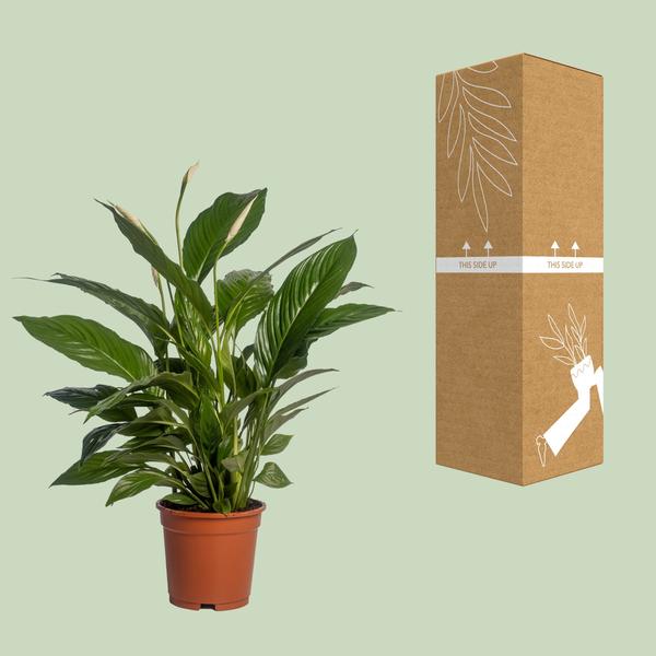Spathiphyllum Vivaldi zonder pot (70cm - Ø17cm)