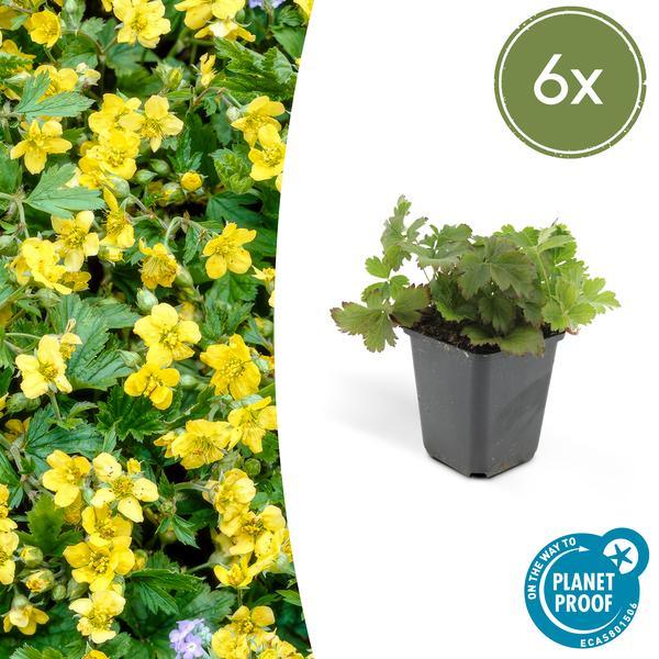 Waldsteinia ternata | 10-25cm - Ø9cm Plant Greenify